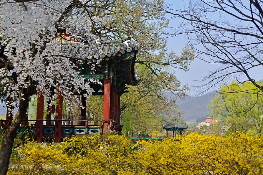 천안삼거리공원의 봄3