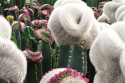 Cheonan Cactus
