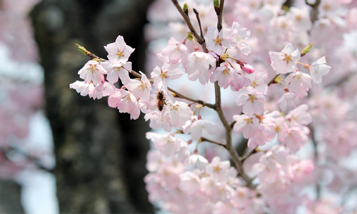 북면 위례 벚꽃 축제